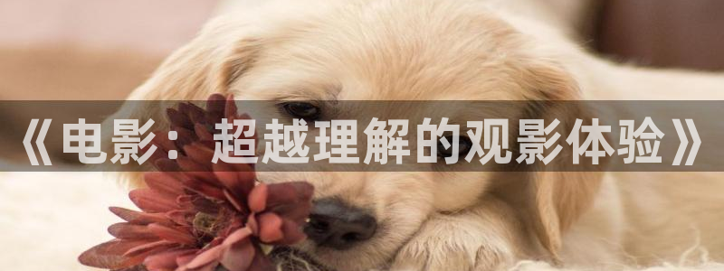 木瓜理论影院